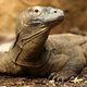 Illustration for article titled Pit Of Komodo Dragons Shocked To Discover Billionaire Who Owns Them Is Just 26